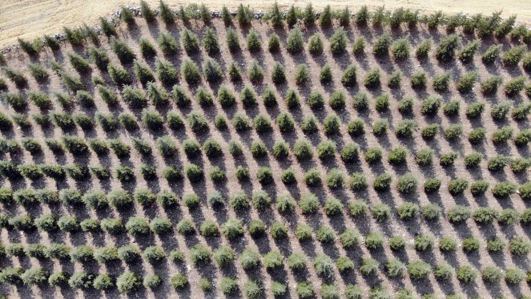 Arabasını satıp 5 bin sedir fidanı dikti: Şimdi ormana dönüştü! 13